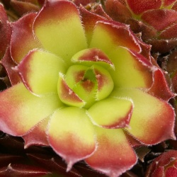 Sempervivum - Dachwurz - Hauswurz